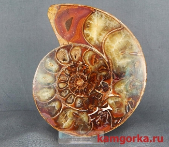 ammonit1
